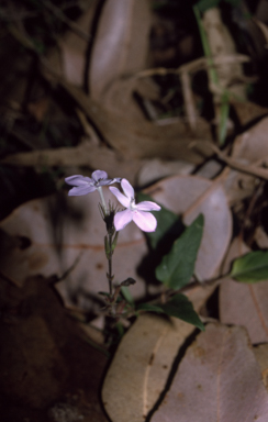 APII jpeg image of Pseuderanthemum variabile  © contact APII