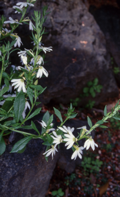 APII jpeg image of Scaevola albida  © contact APII