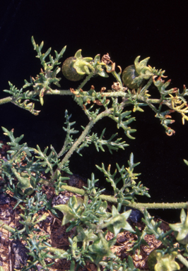 APII jpeg image of Solanum triflorum  © contact APII