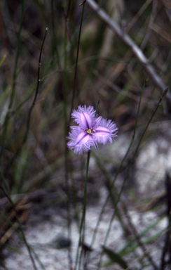 APII jpeg image of Thysanotus tuberosus subsp. tuberosus  © contact APII