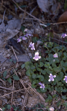 APII jpeg image of Viola hederacea  © contact APII