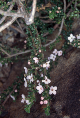 APII jpeg image of Zieria citriodora  © contact APII