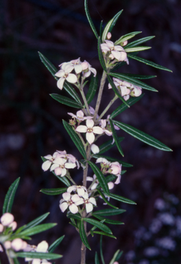 APII jpeg image of Zieria fraseri  © contact APII