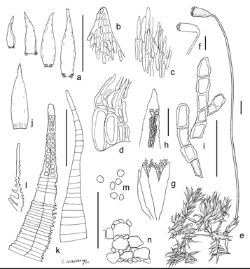 APII jpeg image of Acroporium microcladon var. rhizogemmae  © contact APII