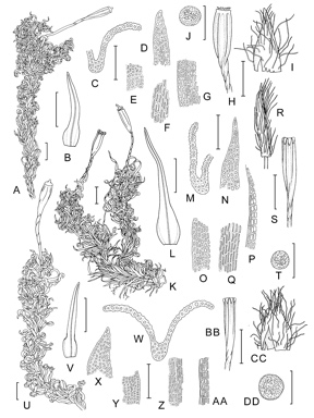 APII jpeg image of Ulota cochleata,<br/>Ulota laticiliata,<br/>Ulota lutea var. lutea  © contact APII