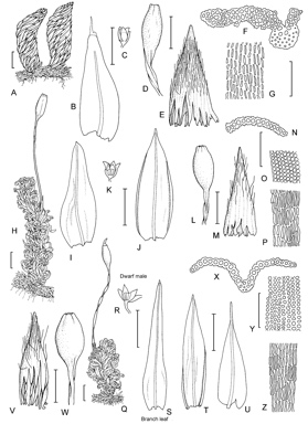 APII jpeg image of Macromitrium diaphanum,<br/>Macromitrium hemitrichodes,<br/>Macromitrium stoneae  © contact APII