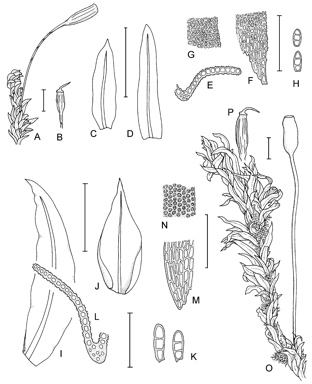 APII jpeg image of Zygodon hookeri,<br/>Zygodon intermedius  © contact APII