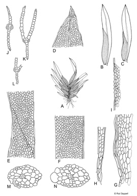 APII jpeg image of Fissidens biformis  © contact APII