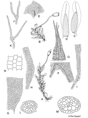 APII jpeg image of Fissidens cucullatus  © contact APII