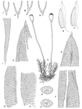 APII jpeg image of Fissidens taylorii var. taylorii  © contact APII