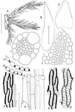 APII jpeg image of Sphagnum falcatulum  © contact APII