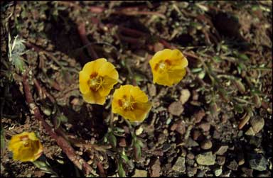 APII jpeg image of Tribulopis angustifolia  © contact APII