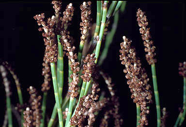 APII jpeg image of Casuarina nana  © contact APII