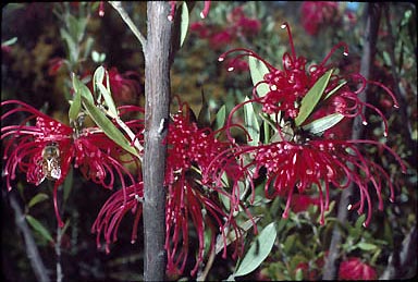 APII jpeg image of Grevillea speciosa subsp. speciosa  © contact APII