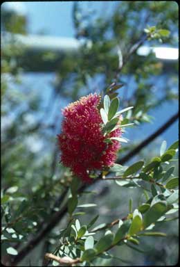 APII jpeg image of Melaleuca fulgens subsp. steedmanii  © contact APII