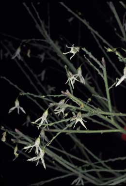 APII jpeg image of Cyphanthera scabrella  © contact APII