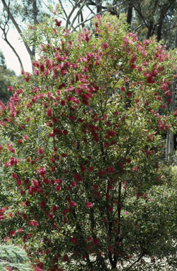 APII jpeg image of Callistemon 'Prolific Pink'  © contact APII