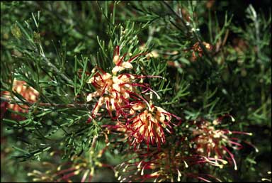 APII jpeg image of Grevillea 'Orange Gem'  © contact APII