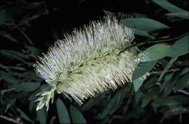 APII jpeg image of Callistemon citrinus 'White Anzac'  © contact APII