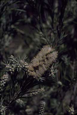 APII jpeg image of Callistemon 'Koorelah Creek'  © contact APII