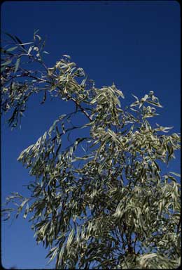 APII jpeg image of Agonis flexuosa 'Variegata'  © contact APII