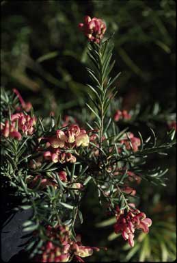 APII jpeg image of Grevillea rosmarinifolia 'Rocky Rolla'  © contact APII