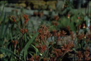 APII jpeg image of Anigozanthos 'Werite Woorata'  © contact APII