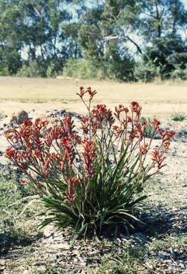 APII jpeg image of Anigozanthos 'Bushranger'  © contact APII