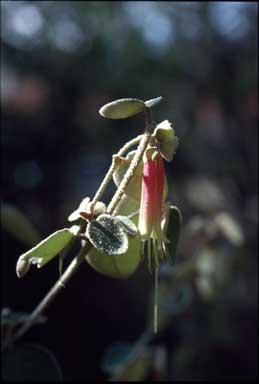 APII jpeg image of Correa 'Bindaga'  © contact APII