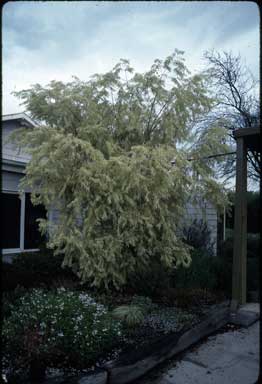 APII jpeg image of Agonis flexuosa 'Pied Piper'  © contact APII