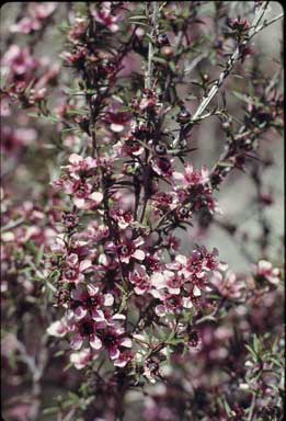 APII jpeg image of Leptospermum scoparium 'Sandersii'  © contact APII