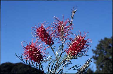 APII jpeg image of Grevillea 'Sylvia'  © contact APII