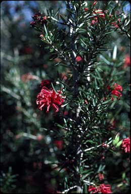 APII jpeg image of Grevillea 'Poorinda Julie'  © contact APII