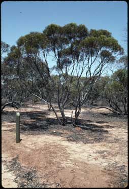 APII jpeg image of Eucalyptus leptophylla  © contact APII