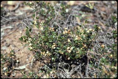 APII jpeg image of Dodonaea bursariifolia  © contact APII