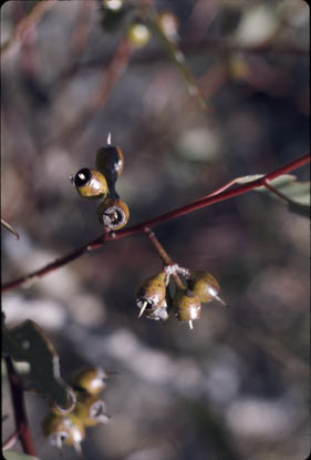 APII jpeg image of Eucalyptus socialis  © contact APII