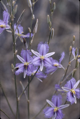 APII jpeg image of Thysanotus dichotomus  © contact APII