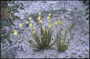 APII jpeg image of Stackhousia aspericocca  © contact APII