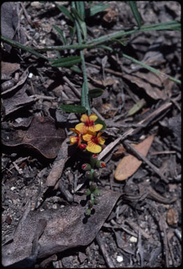 APII jpeg image of Chorizema parviflorum  © contact APII