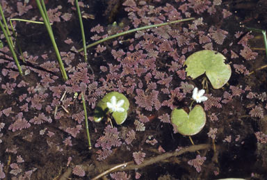 APII jpeg image of Azolla pinnata  © contact APII