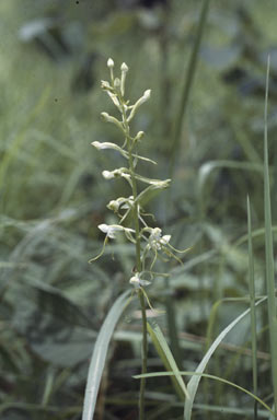 APII jpeg image of Pecteilis triplonema  © contact APII