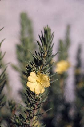 APII jpeg image of Hibbertia mucronata  © contact APII