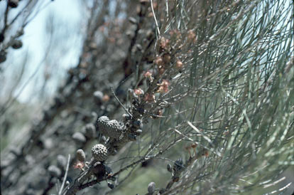 APII jpeg image of Allocasuarina tesselata  © contact APII