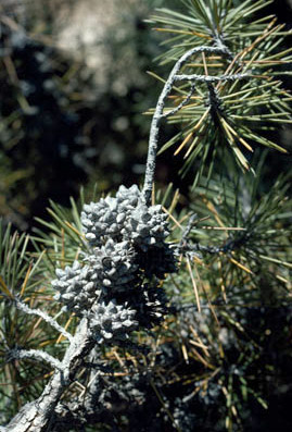 APII jpeg image of Casuarina pinaster  © contact APII