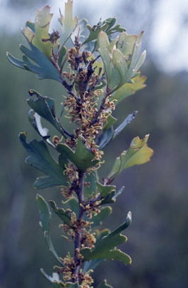 APII jpeg image of Hakea ceratophylla  © contact APII