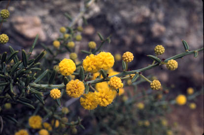 APII jpeg image of Acacia trigonophylla  © contact APII