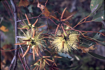 APII jpeg image of Eucalyptus cornuta  © contact APII