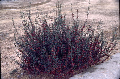 APII jpeg image of Daviesia intricata subsp. xiphophylla  © contact APII