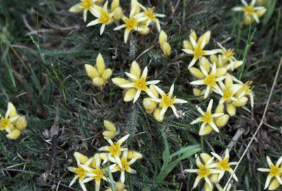 APII jpeg image of Conostylis pusilla  © contact APII