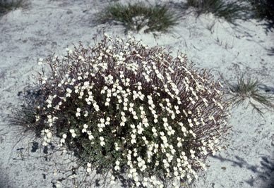 APII jpeg image of Stylidium rupestre f. rupestree  © contact APII